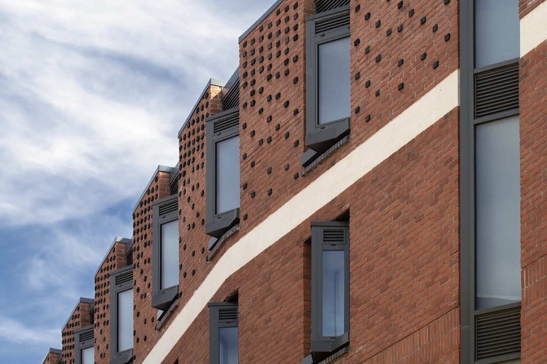 Hampshire Stock Downs Blend (65mm) - Image 3